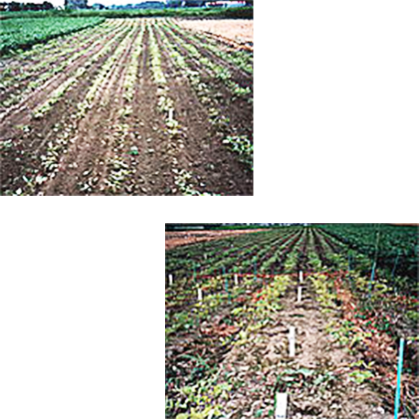 1996年北海道帯広農業技術センターにて国産緑豆の栽培を試みた
